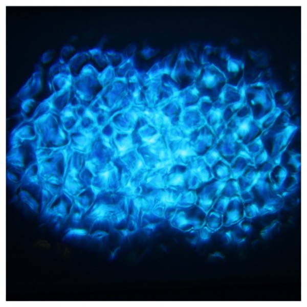 Equinox Waterwave Water Effect Light, Effect Preview 2