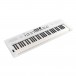 Roland GO:KEYS 5 Music Creation Keyboard, White - side