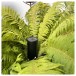 POCA AUDIO Pine Beat Portable Bluetooth Speaker Tiny Home - [plant