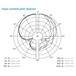 Sennheiser e845 Vocal Microphone - Polar Pattern Chart