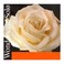Pirastro Wondertone Solo Violin E String, Ball End