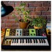 Grandmother Analog Synthesizer - Lifestyle 2